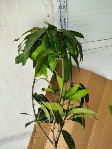 cay-xoai-shopee-03-08-2025-2